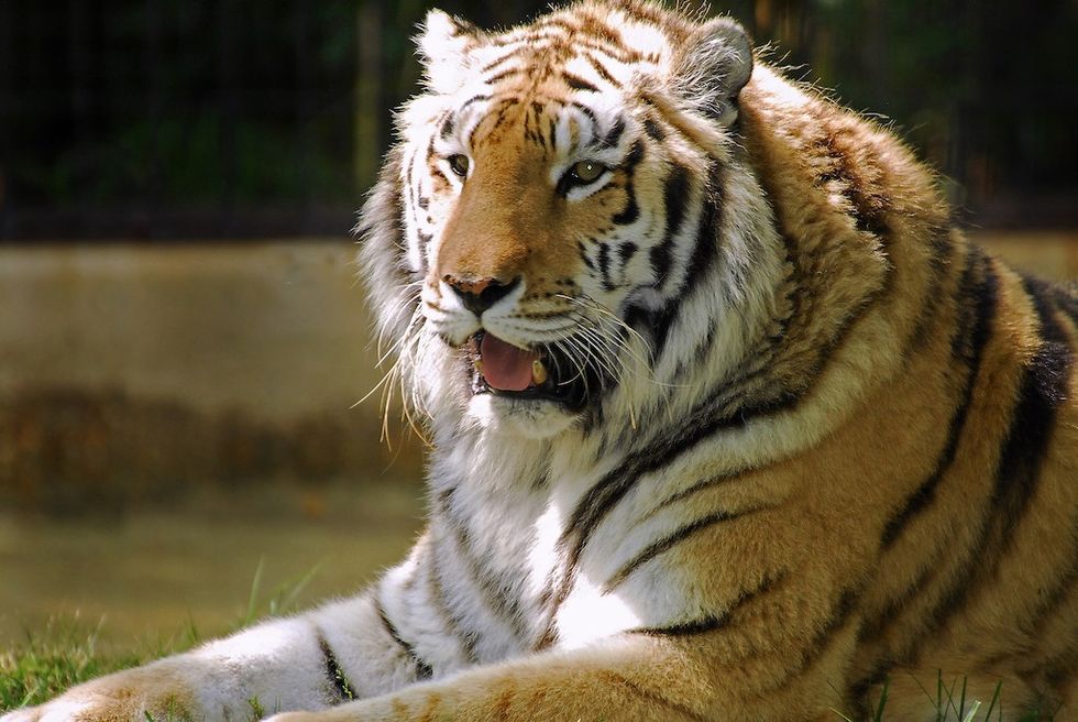 Tiger Hattiesburg Zoo