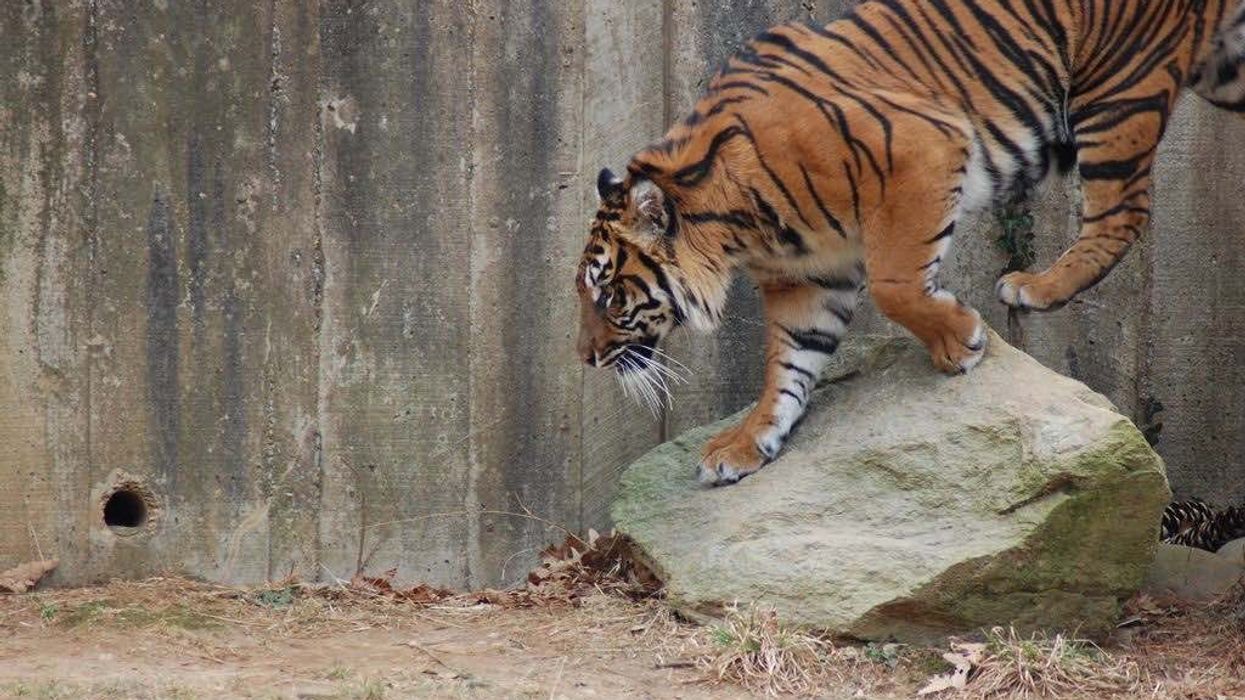 tiger in a zoo