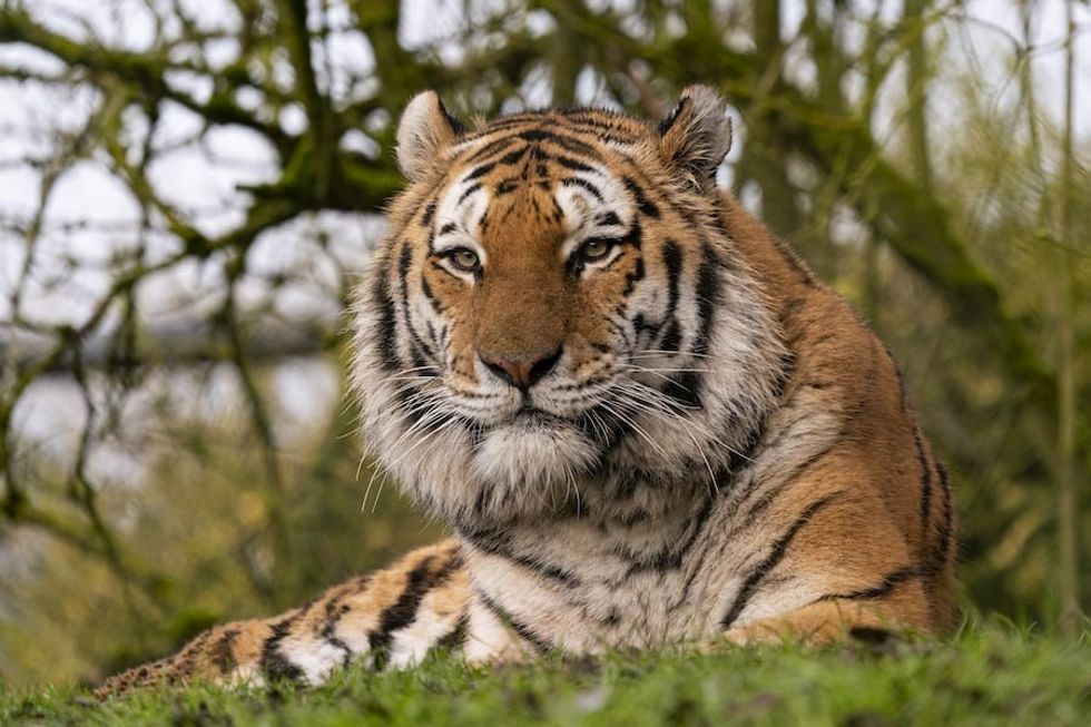 Tiger-Marwell-Zoo