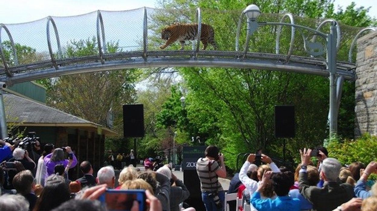 tiger on zoo360 crossing at philadelphia zoo