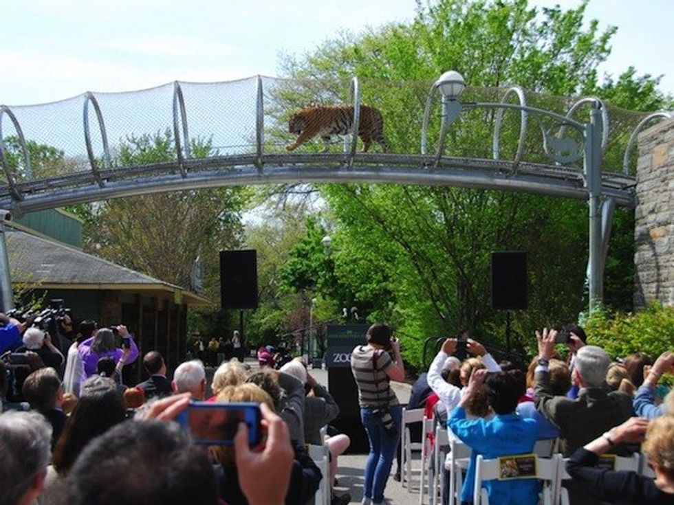tiger on zoo360 crossing at philadelphia zoo
