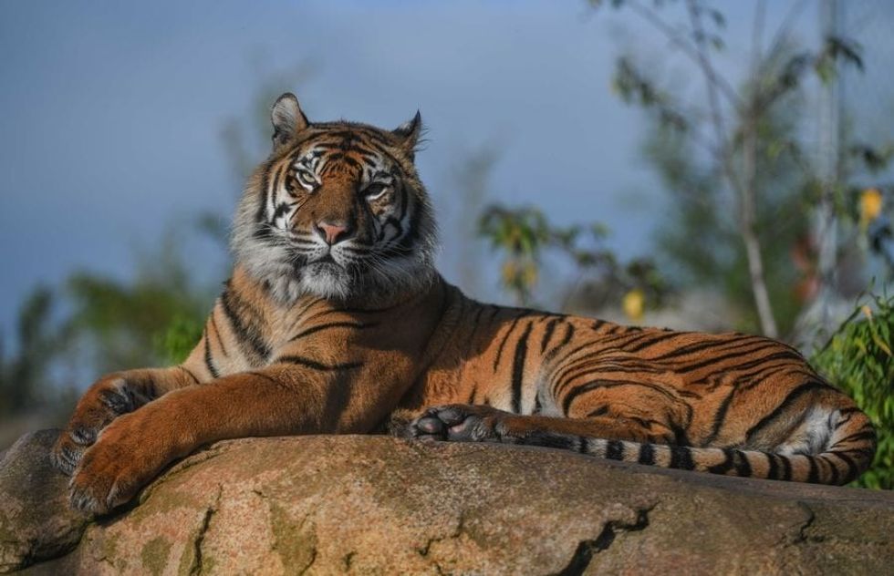 Tiger resting on a rock with a blurred natural background at Chester Zoo