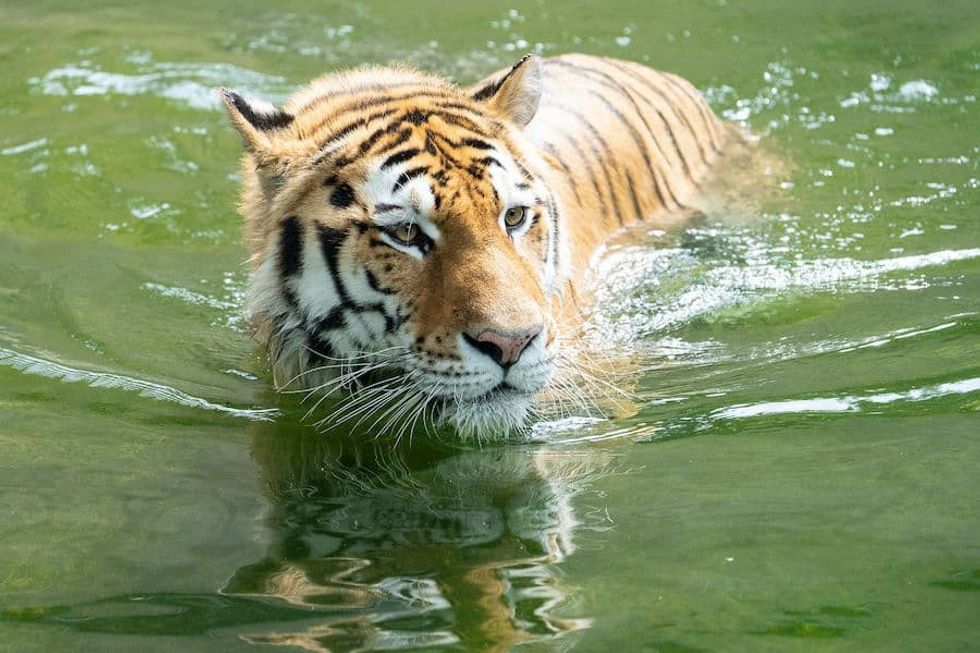 Tiger Smithsonian's National Zoo