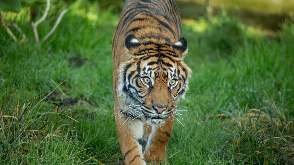 Tiger walking through lush green grass, gazing intently ahead.
