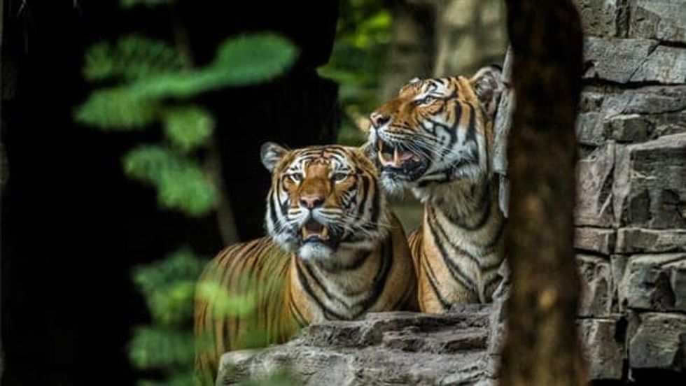 tigers at busch gardens tampa panthera Tigris