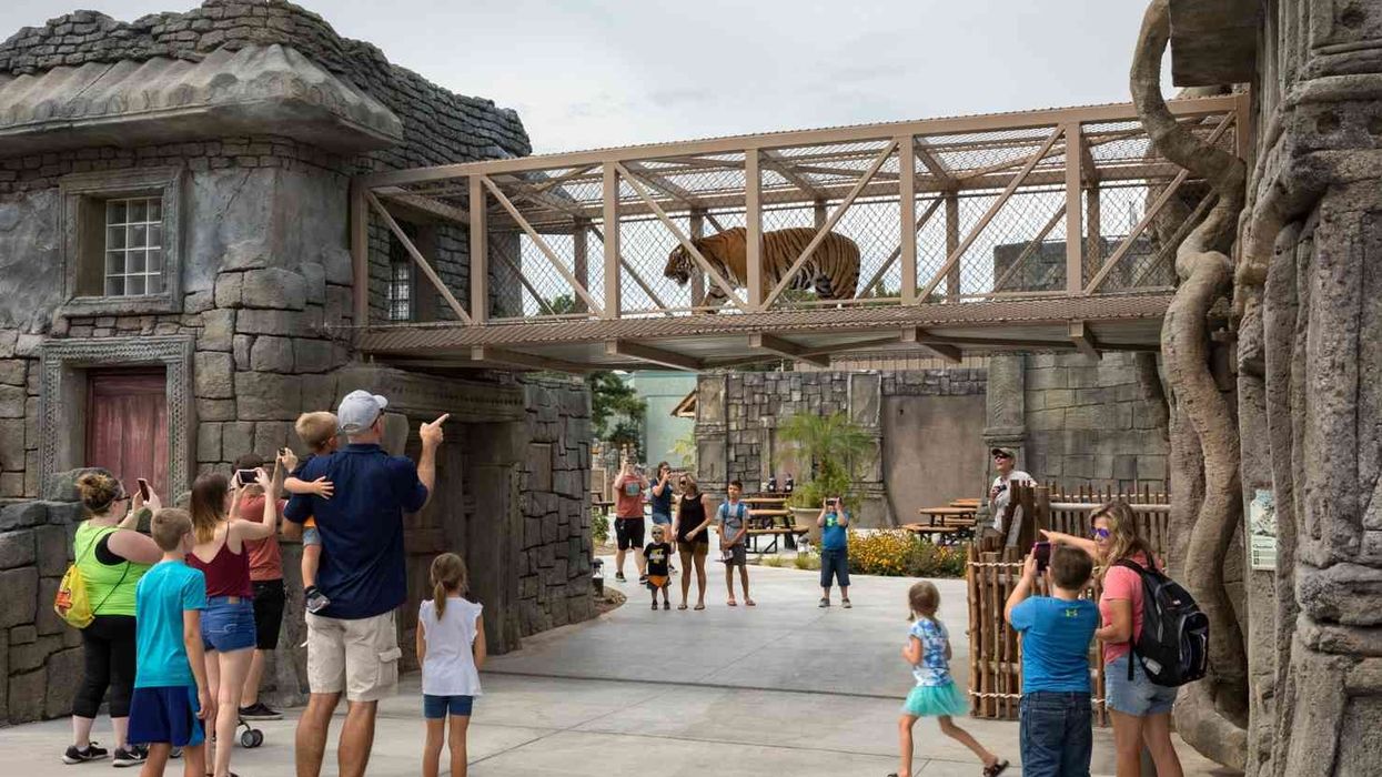 tigers walk above visitors at PGAV-designed Lost Kingdom exhibit Tulsa Zoo