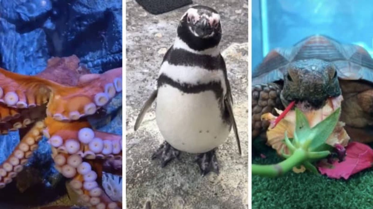 tiktok aquarium of pacific