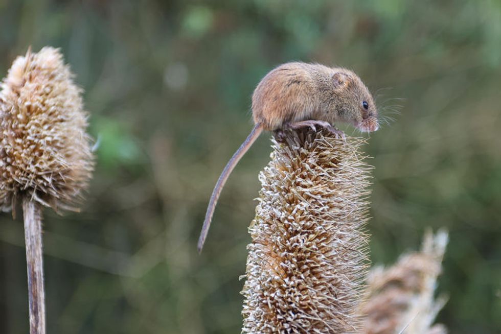Tiny mouse perched on a spiky plant in a natural setting.