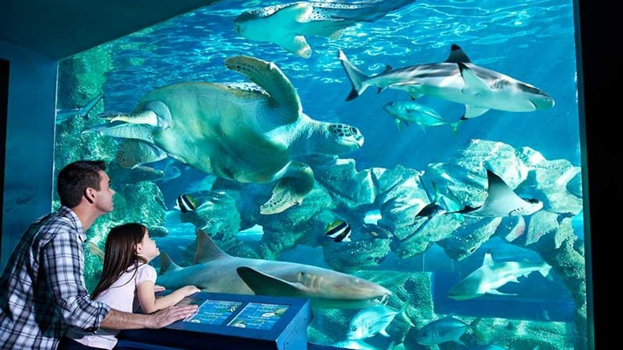 tor systems bournemouth oceanarium