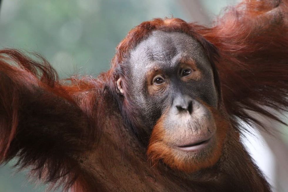 Toronto Zoo Dolf DeJong