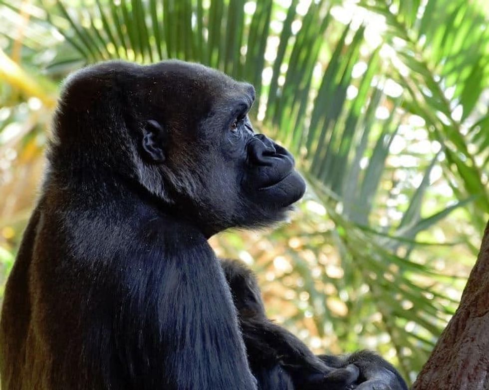 Toronto Zoo Dolf DeJong