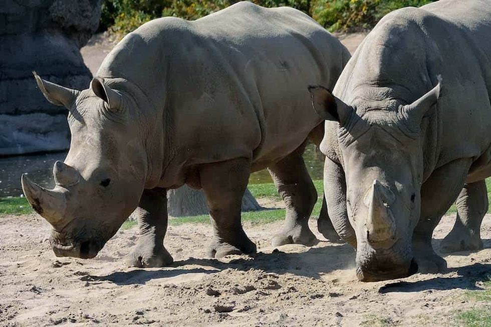Toronto Zoo Dolf DeJong