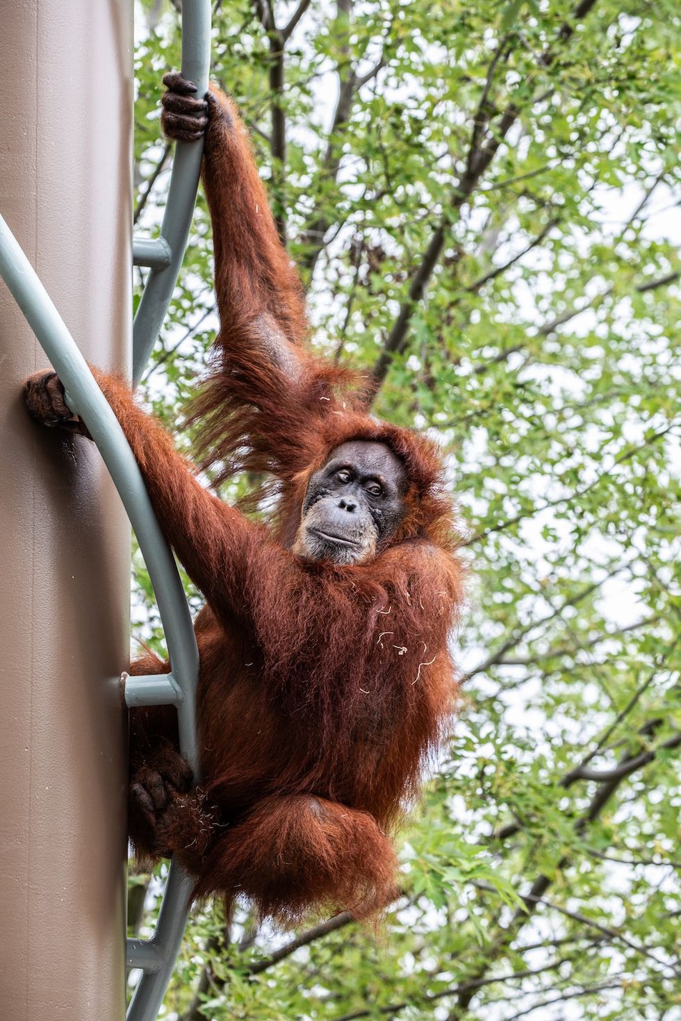 Toronto Zoo orangutan