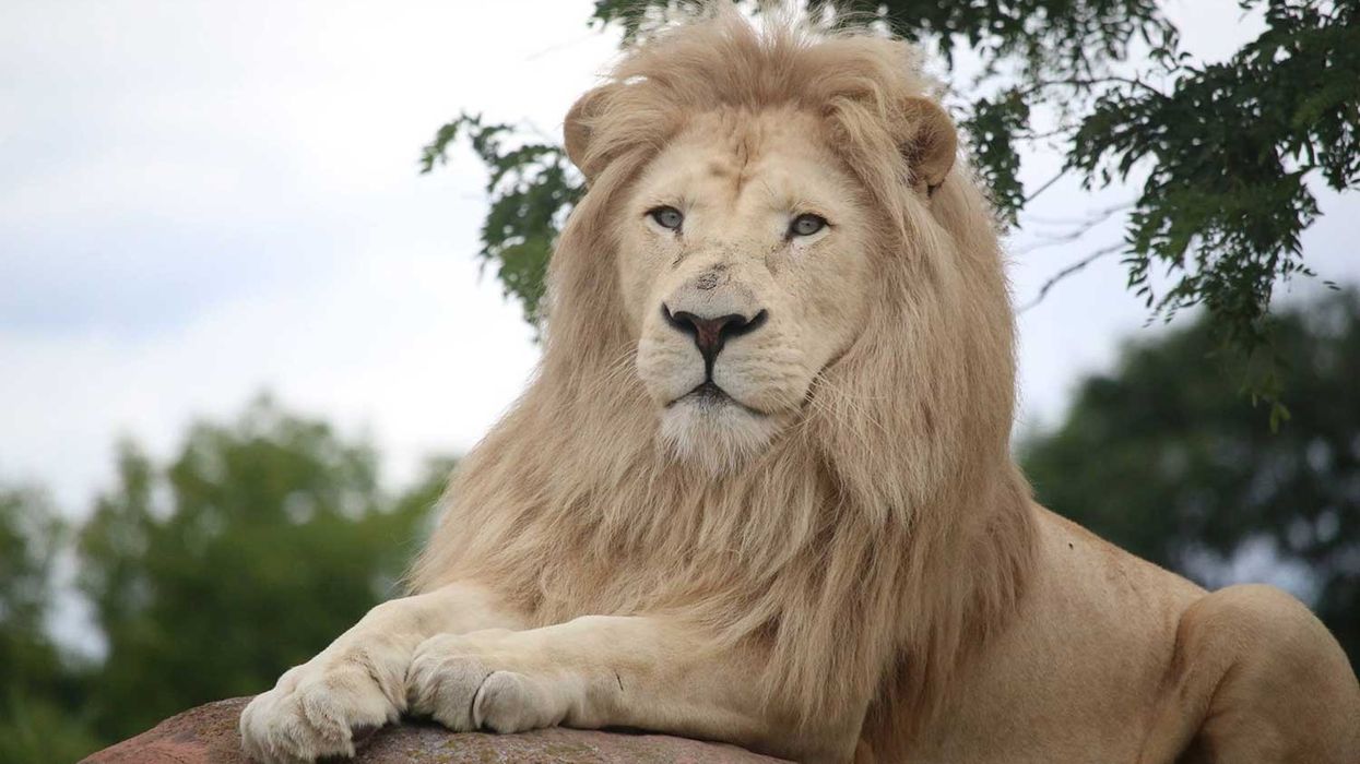 Toronto Zoo, seeking new ticketing system, Lion