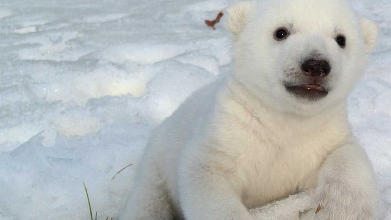 Toronto Zoo strategic plan rfp