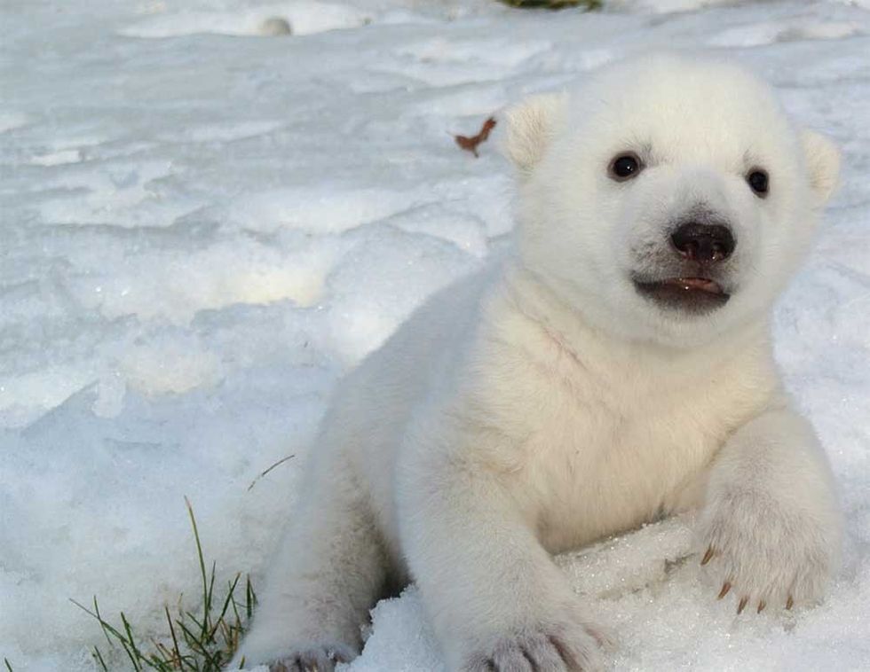 Toronto Zoo strategic plan rfp