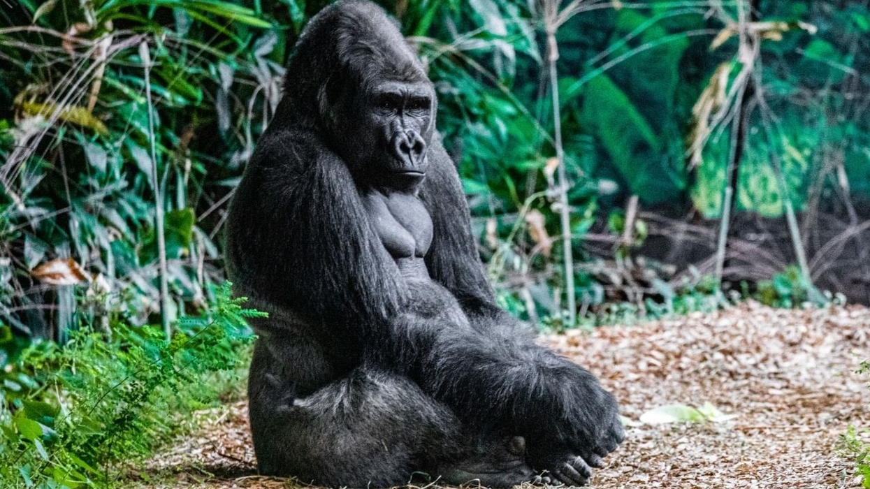 toronto zoo