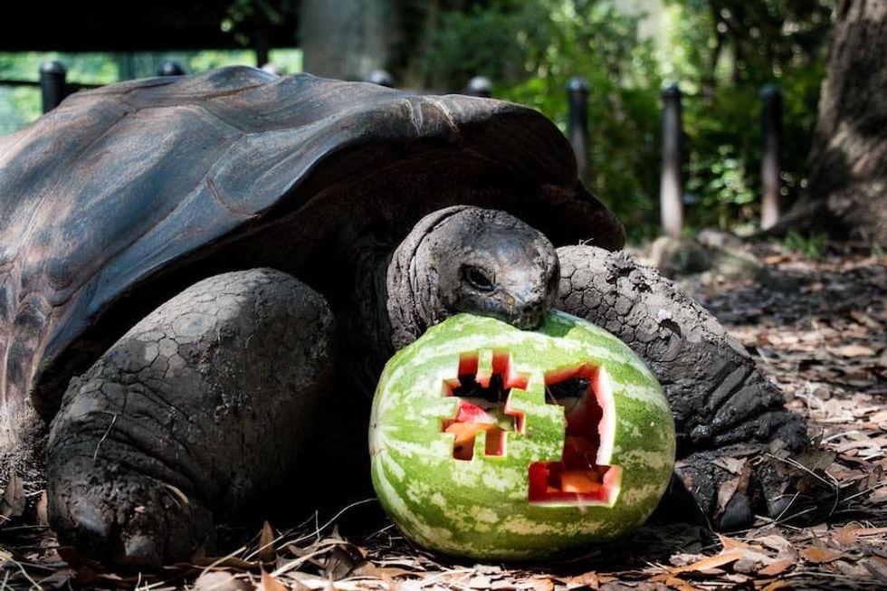 Tortoise Fort Worth Zoo