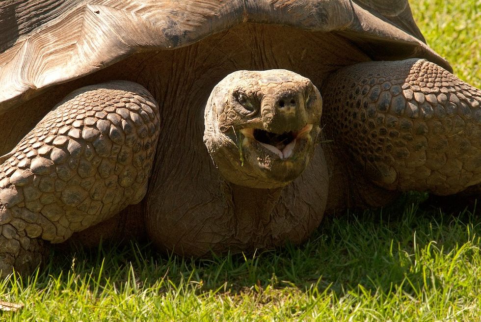 Tortoise Hattiesburg Zoo