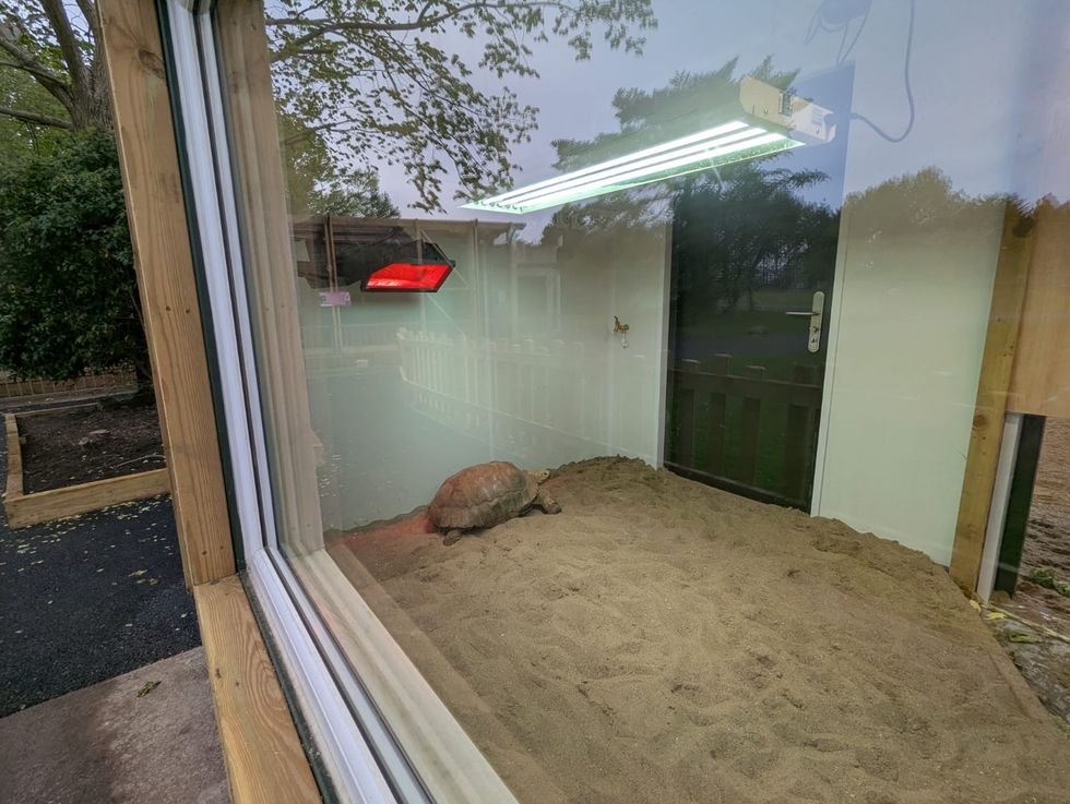 Tortoise in an indoor enclosure at Blackpool Zoo with sand and a heat lamp.