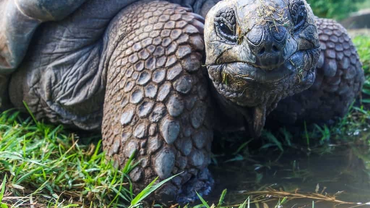 Tortoise