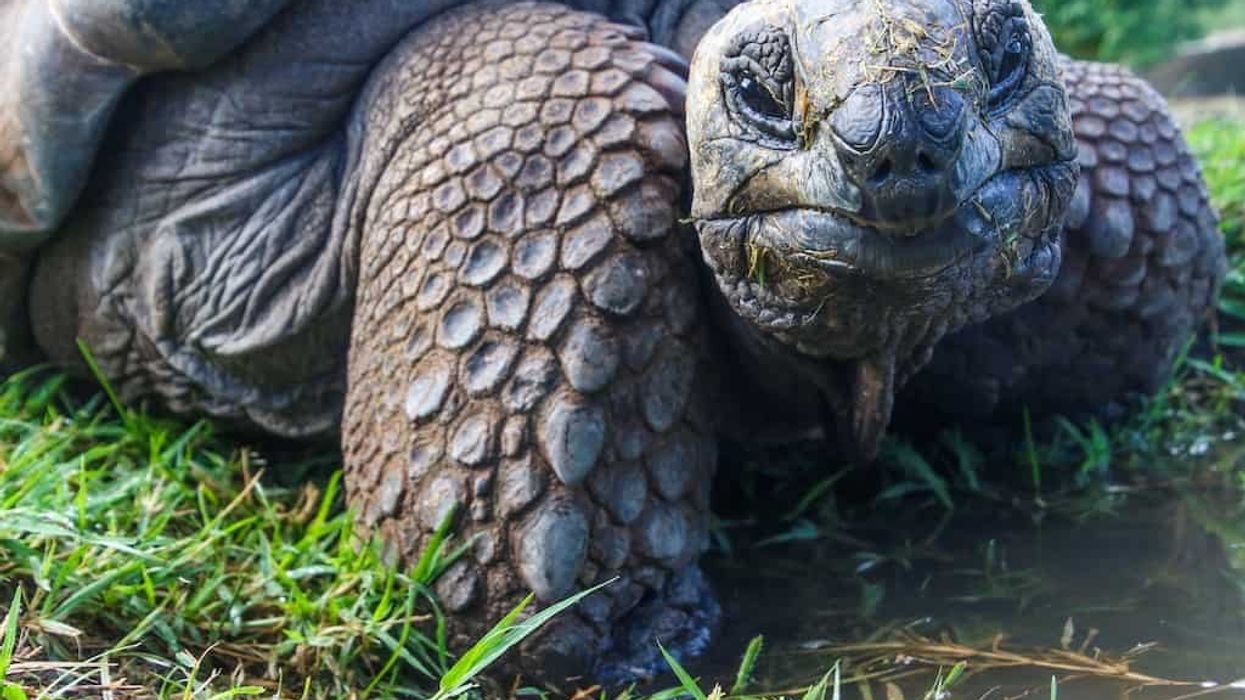 Tortoise