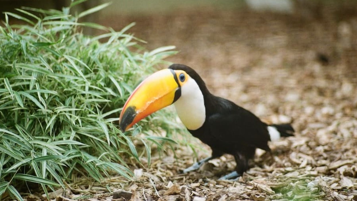 Toucan at Cologne Zoo