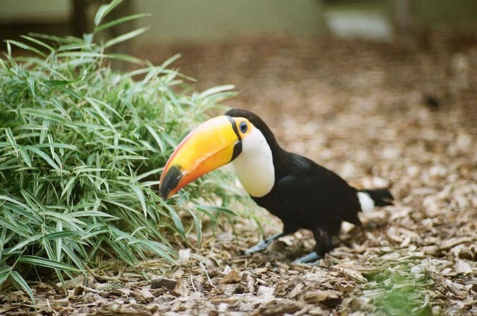 Toucan at Cologne Zoo