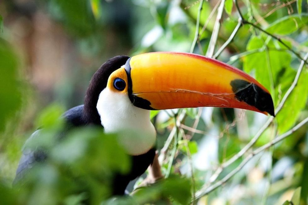 Toucan.at the green planet dubai (1)