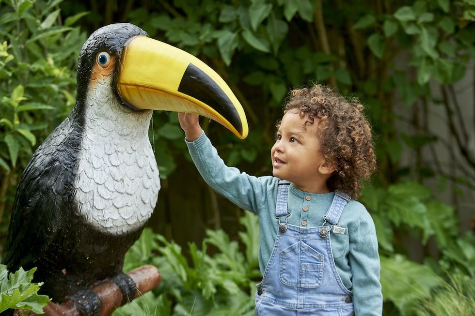 Toucan drusillas