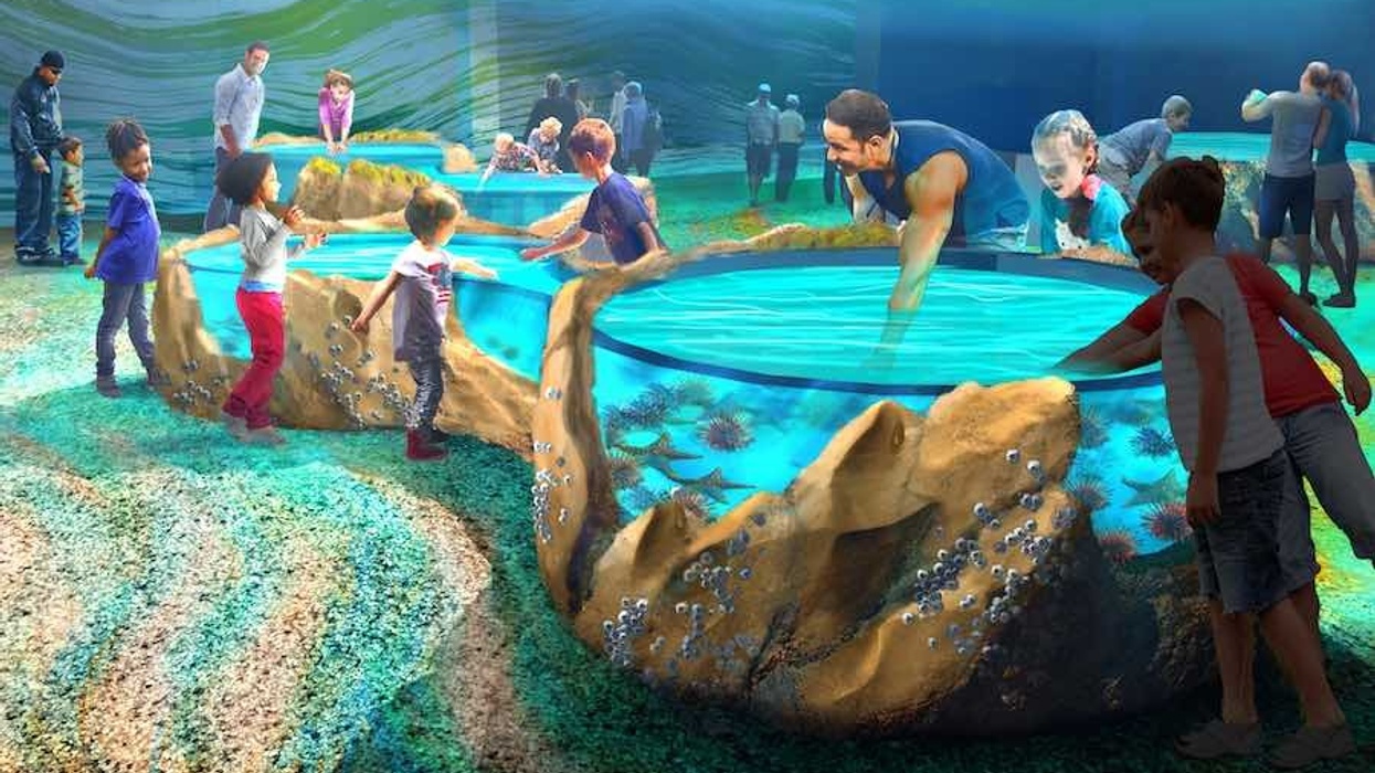 Touching pool at St. Louis Aquarium at Union Station