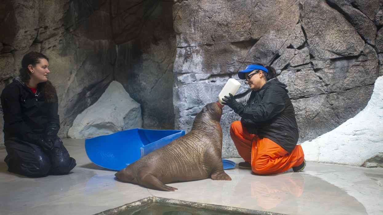 Trainer bottle-feeding a young walrus, with another trainer watching in a rocky enclosure.