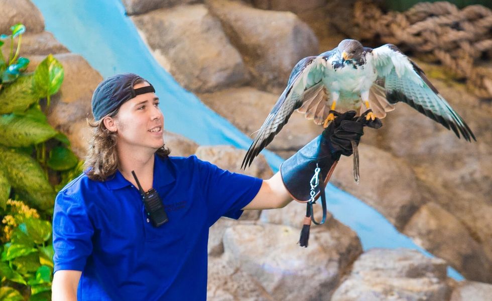 Trainer holding a bird of prey with extended wings at Universal Orlando