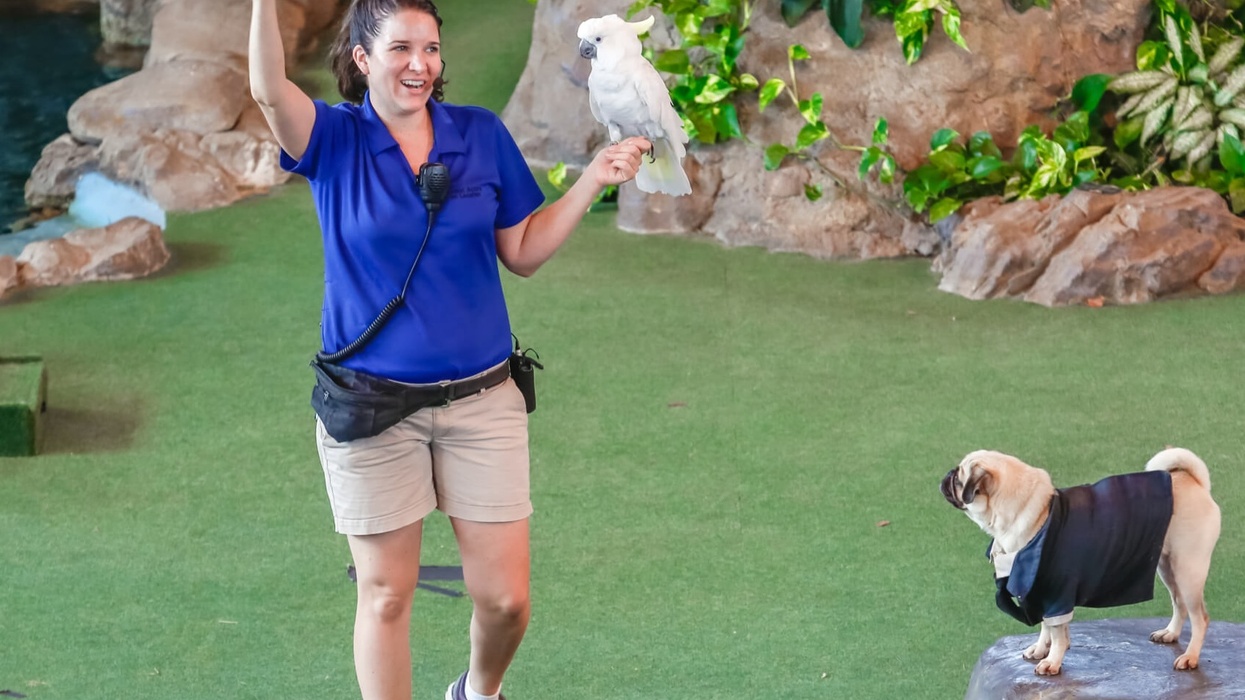 Trainer holding bird next to a pug in costume, performing on a grassy stage at Universal Studios Florida