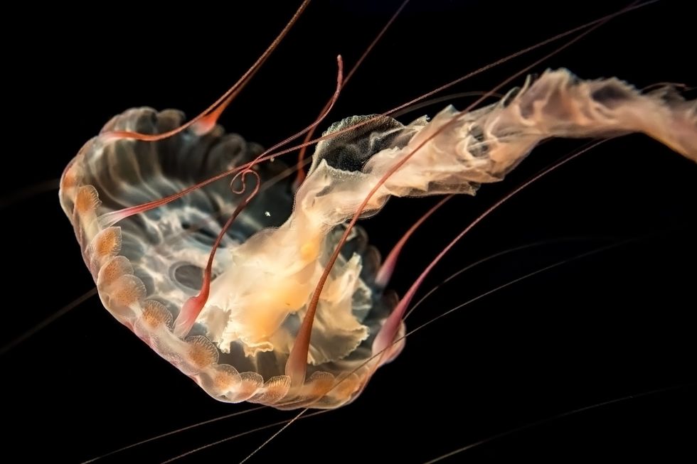 Translucent jellyfish at the Aquarium of the Pacific with flowing tentacles against a dark background.