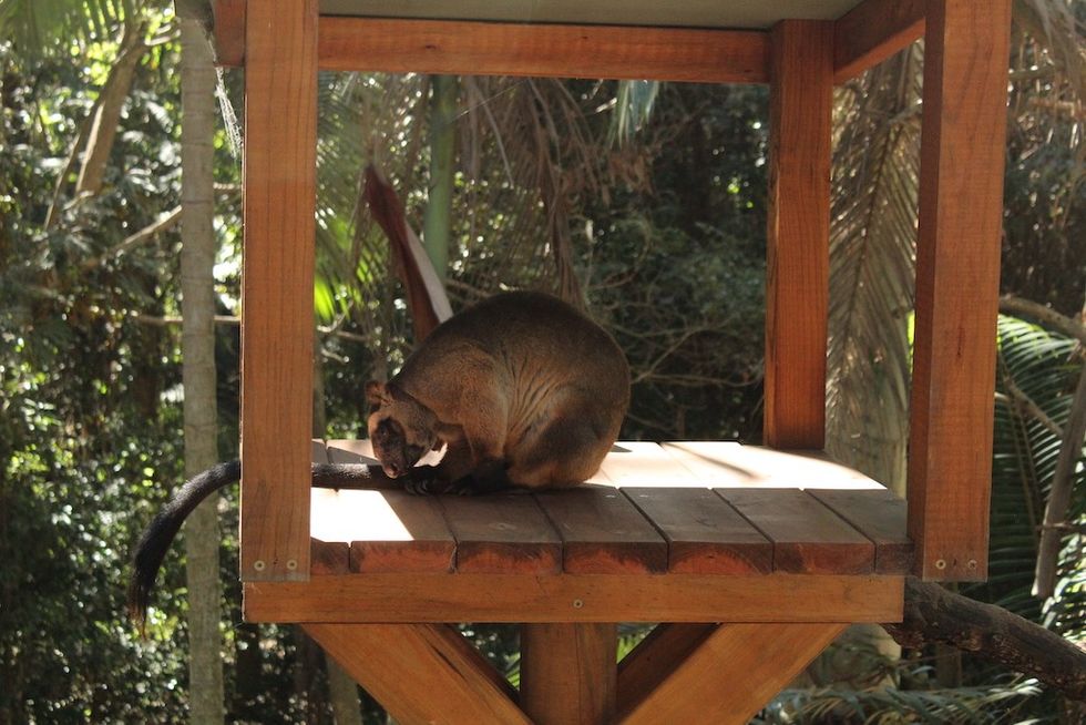 Tree Kangaroo at Currumbin Wildlife Sanctuary