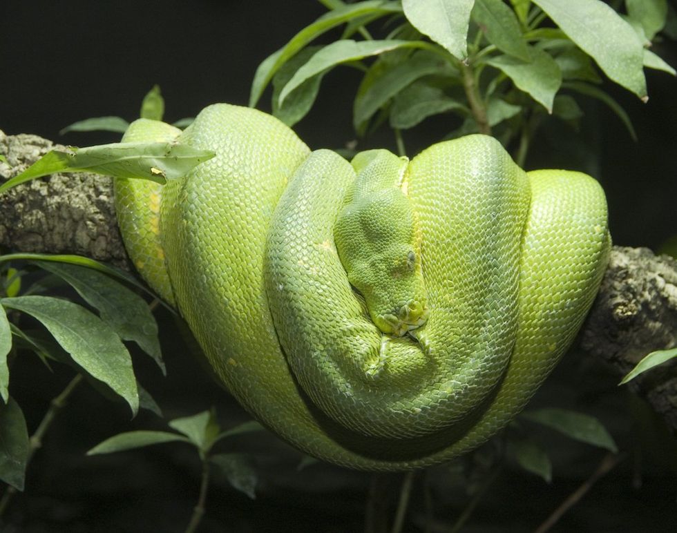 tree python