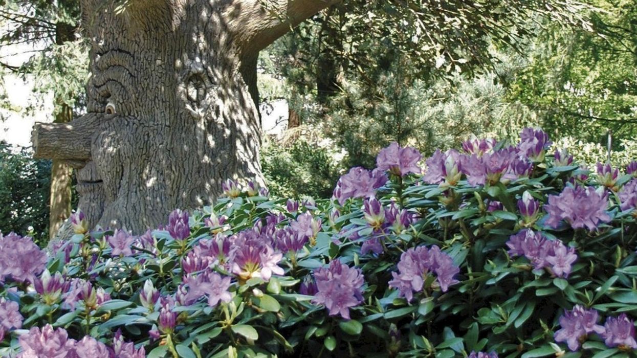 Trees and shrubs provided by Van Den Berk at Efteling theme park
