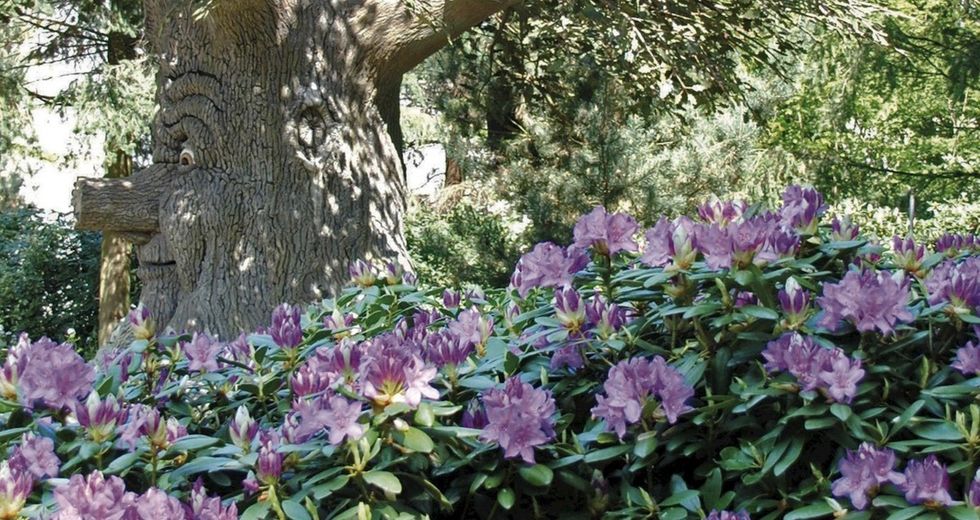 Trees and shrubs provided by Van Den Berk at Efteling theme park