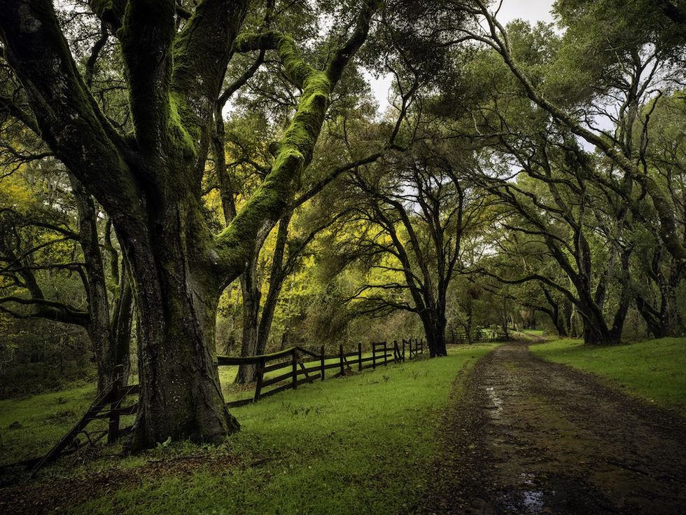 Trees at Filoli