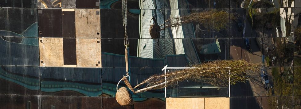 trees get lifted onto roof