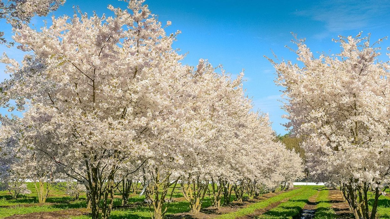 trees in theme parks van den berk Prunus The Bride