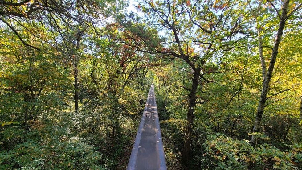Treetop Trail - track 2021