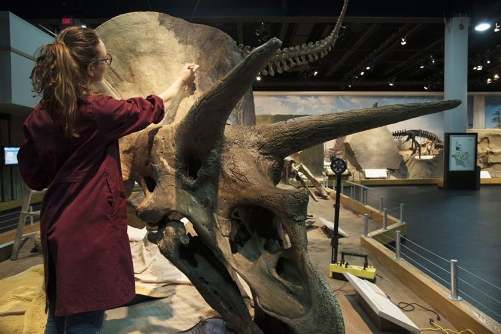 triceratop skeleton being cleaned at roayl tyrrell museum