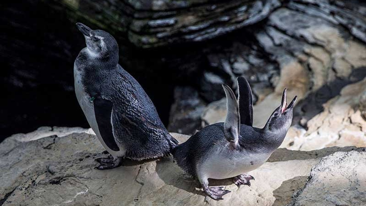 tripadvisor aquarium