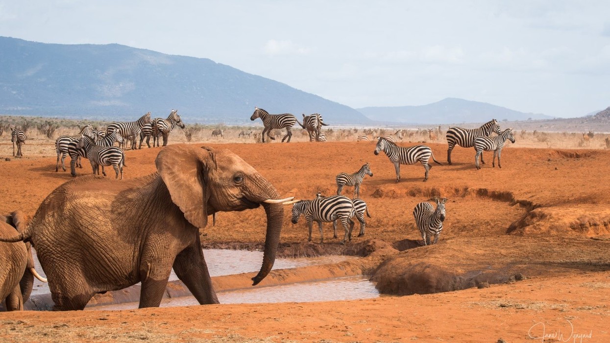 Tsavo Save The Elephants