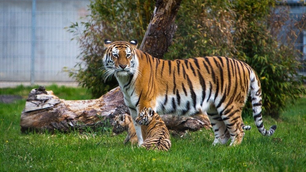 Tschuna and her cubs at Yorkshire Wildlife Park