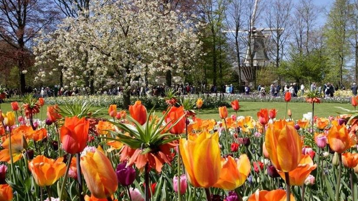 tulips at Tiptoe through the tulips - Imagineear creates new interactive guide for Tours and Tickets bulbfields tour at Keukenhof - Imagineear creates tour guide