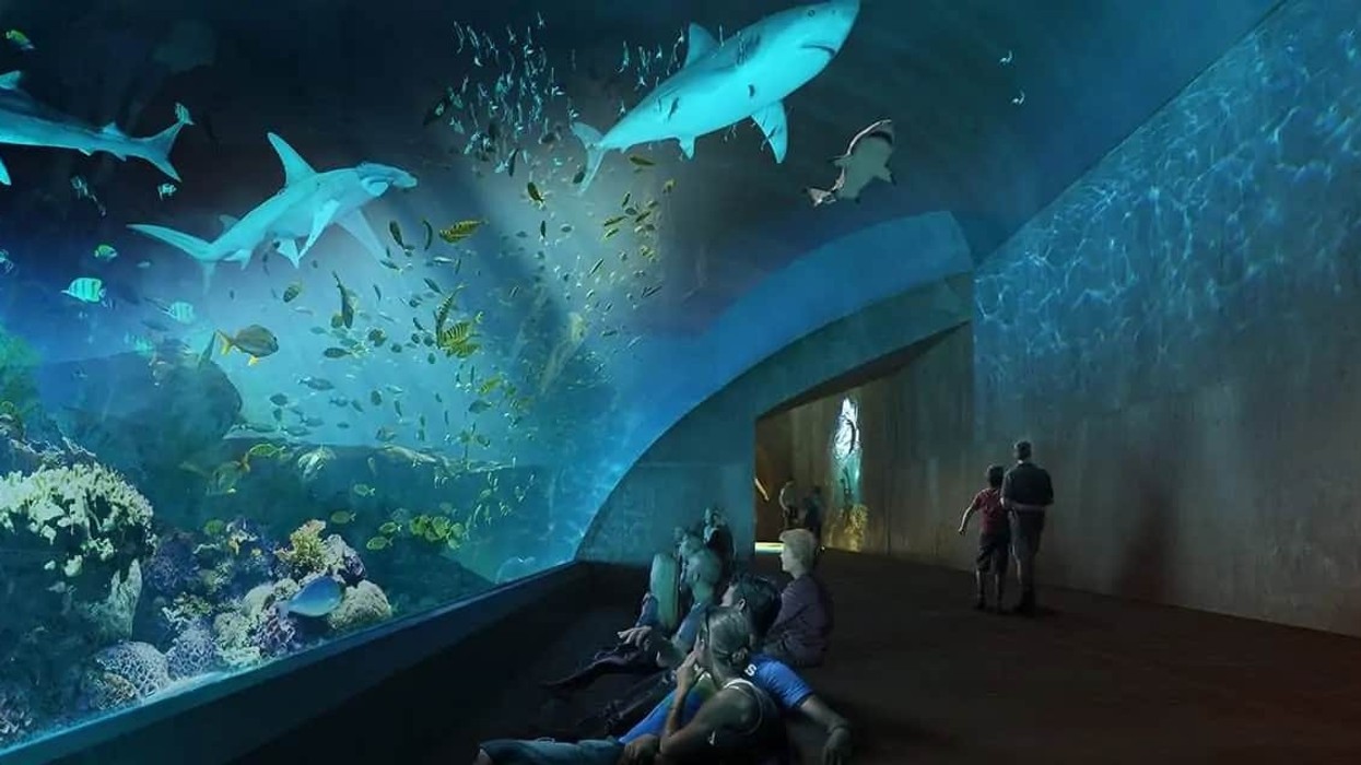 Tunel-de-Tiburones New Mazatlán Aquarium