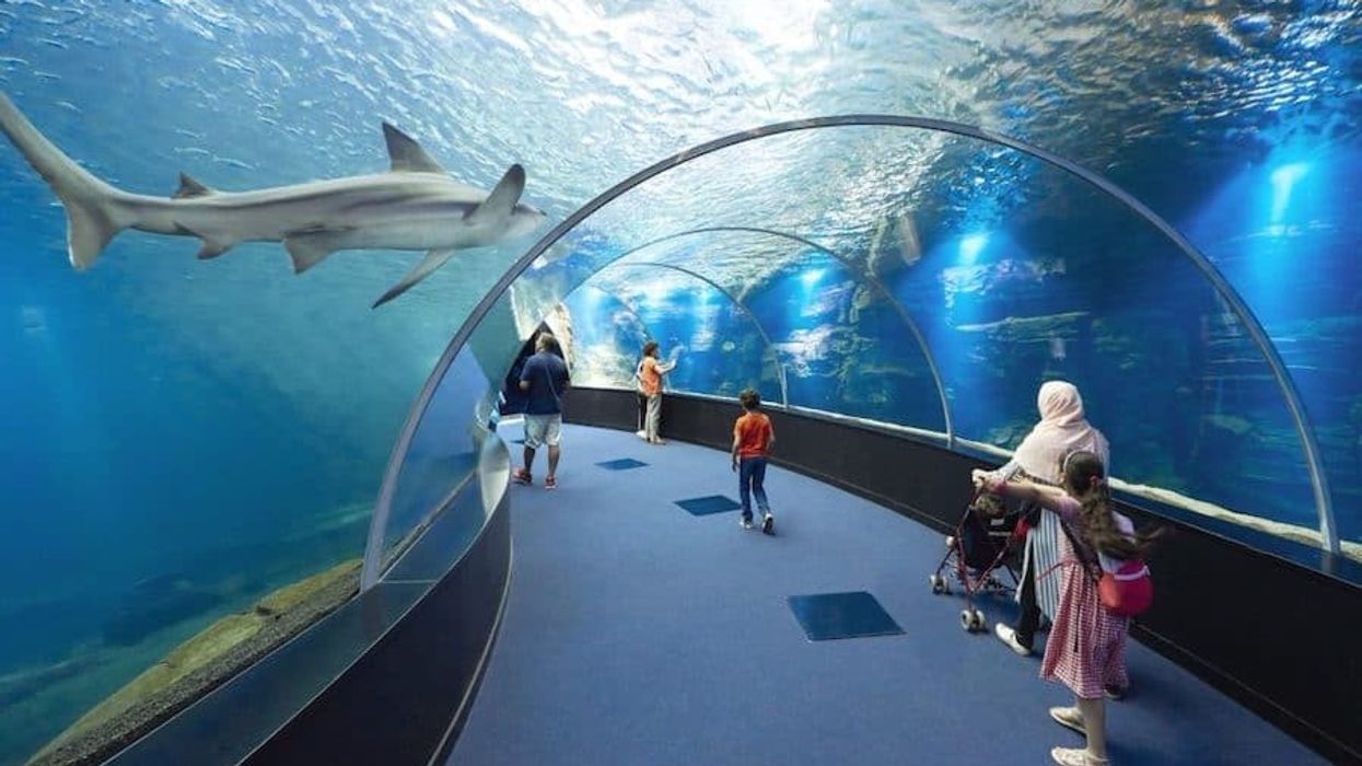tunnel at Nausicaá aquarium Top zoos and aquariums europe